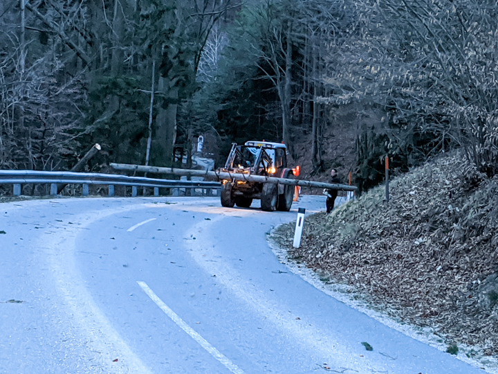 Bäume über Strasse