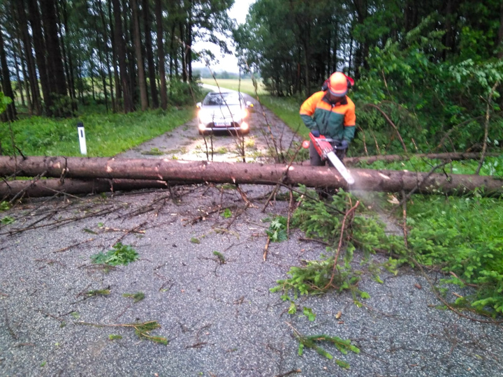 Bäume über Strasse